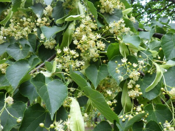 シナノキの花はもう少し頑張れそうです