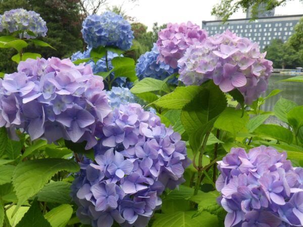 色んな色の共演