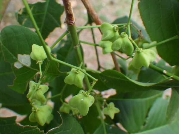 マユミの実の後ろから