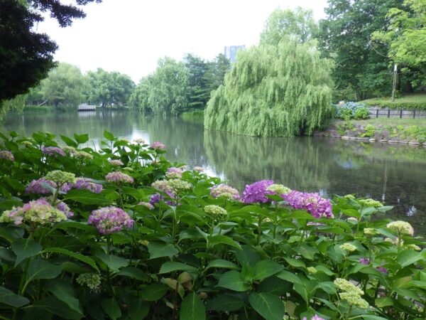 菖蒲池とピンクのアジサイ