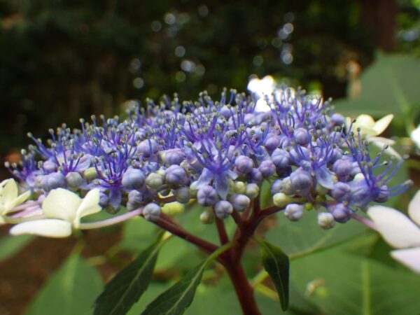 横から失礼します