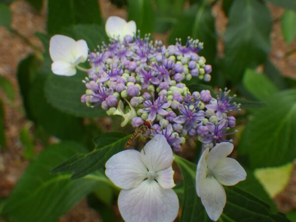 虫さんも一緒に