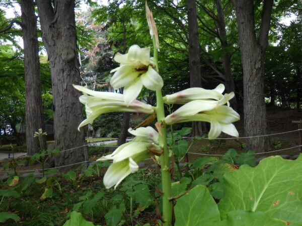 日本庭園のオオウバユリ