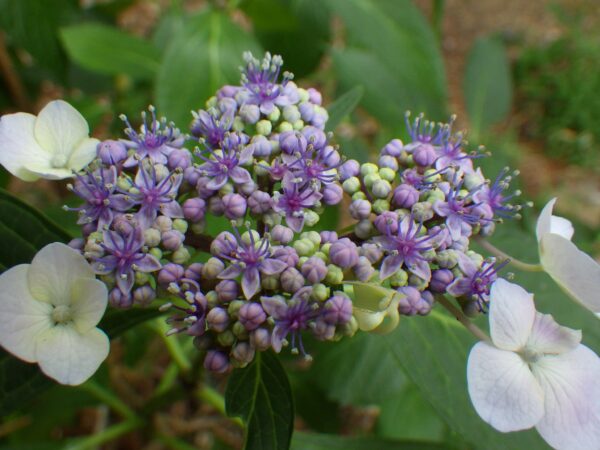 ちょっと紫がかったエゾアジサイ