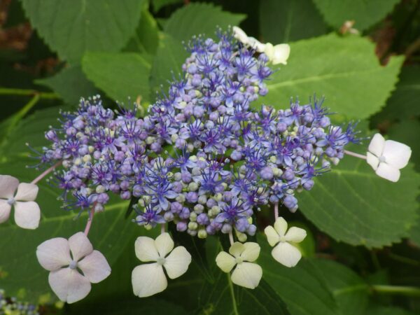 青っぽいエゾアジサイ