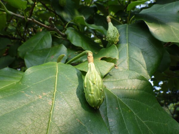 オオヤマレンゲの実