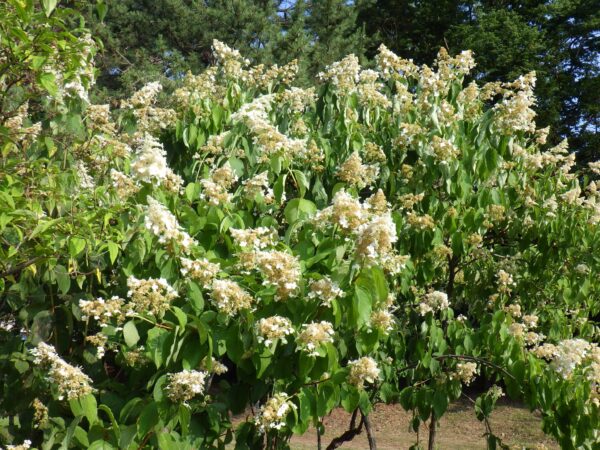 水が飲みたそうなノリウツギ