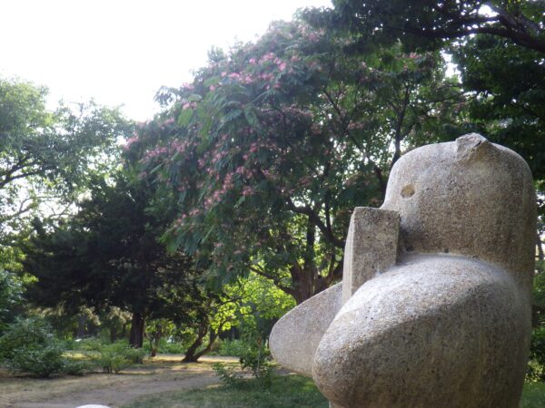 ネコとネムノキ