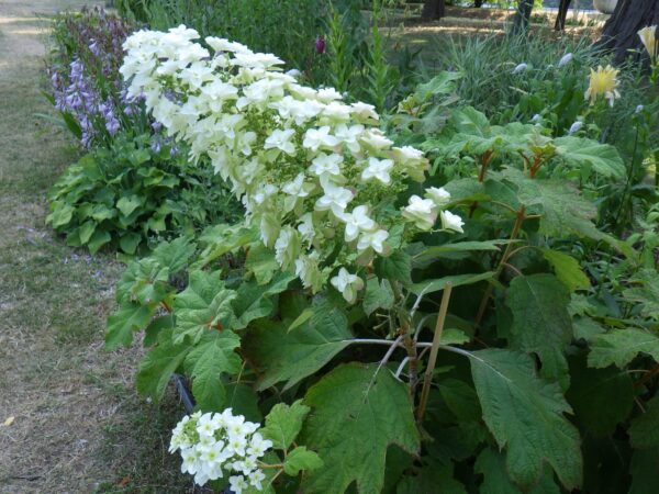 カシワバアジサイ