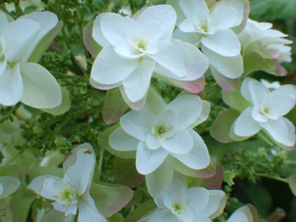 カシワバアジサイのアップ