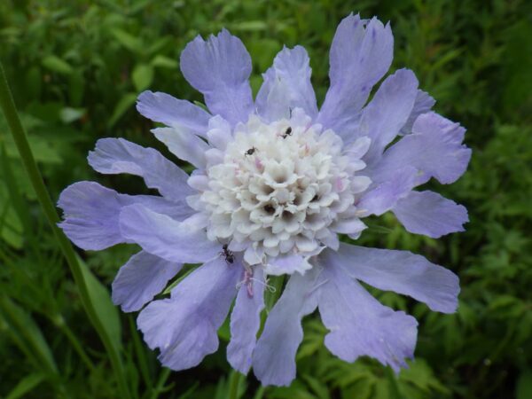 アリさんに人気のマツムシソウ