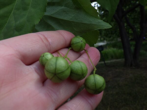 ツリバナの実を下から