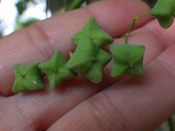 マユミの実を下から