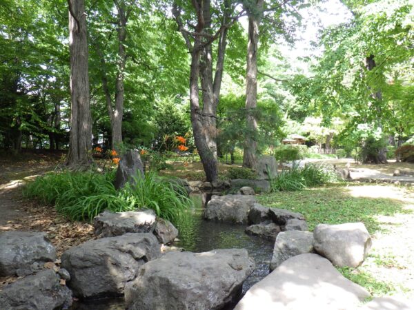 日本庭園のヤブカンゾウ