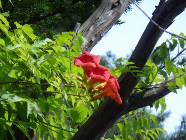 日本庭園のノウゼンカズラ
