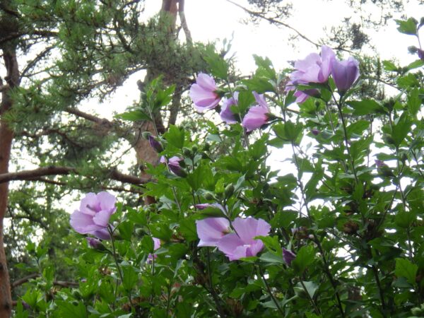 日本庭園のムクゲ