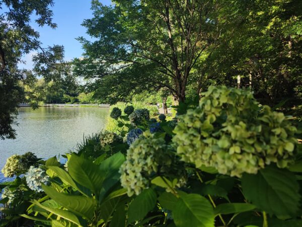 8月15日菖蒲池とアジサイ