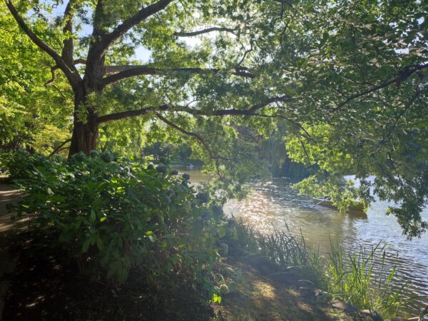 8月15日菖蒲池と木漏れ日