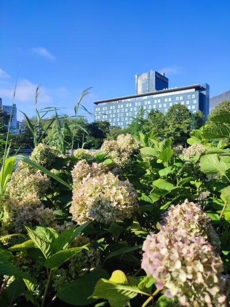 8月15日パークホテルとアジサイ