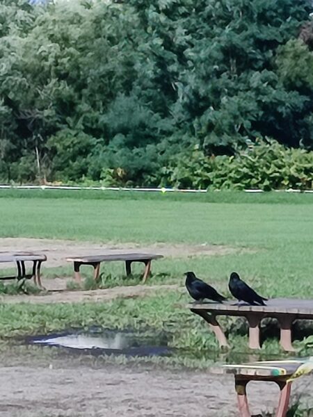 8月15日豊平川緑地のカラス