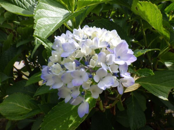 水色のアジサイ