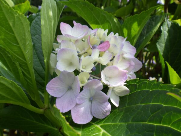 ピンクのアジサイ