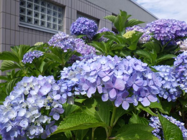 終盤戦のアジサイ