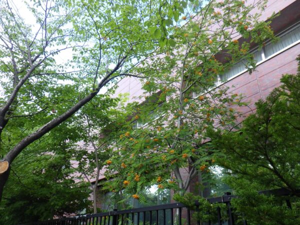 体育センター裏のナナカマド