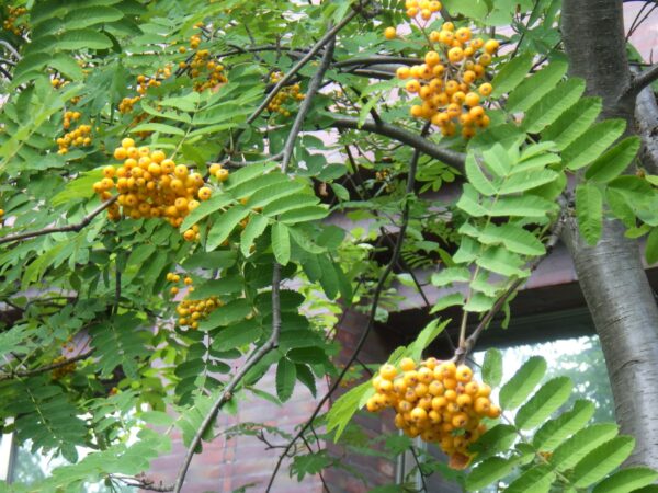 オレンジ色のナナカマドの実