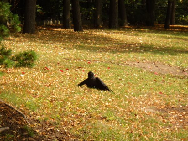 羽を広げて上を見るカラス