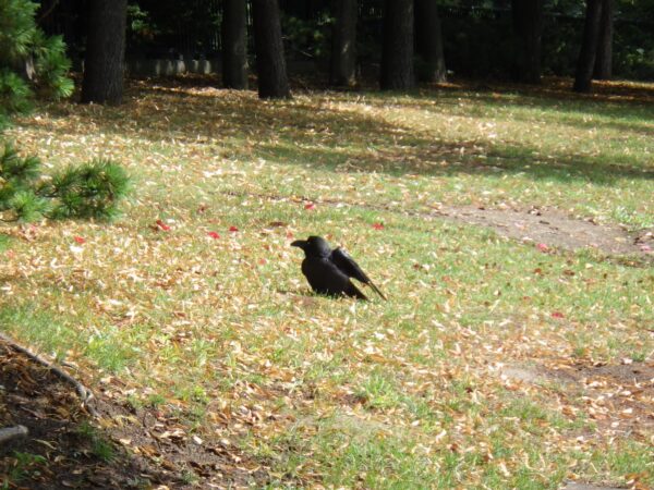 これがいつもの私