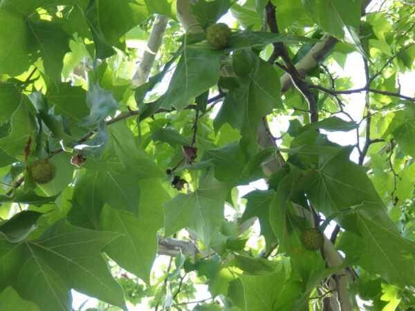 プラタナスの大三角形