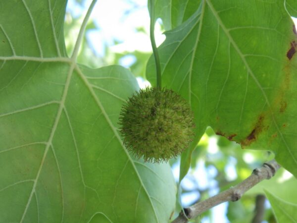 プラタナスの実
