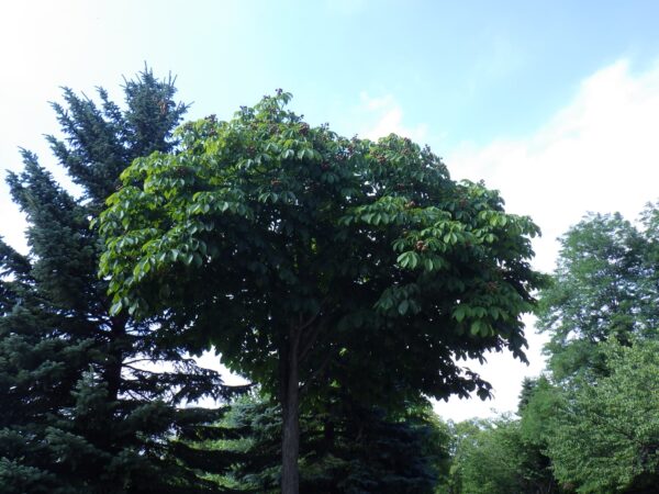 自由広場のトチノキ