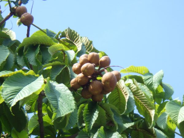 まるいドーナツ