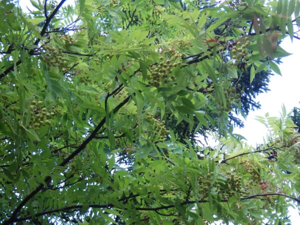 緑色のナナカマドの実