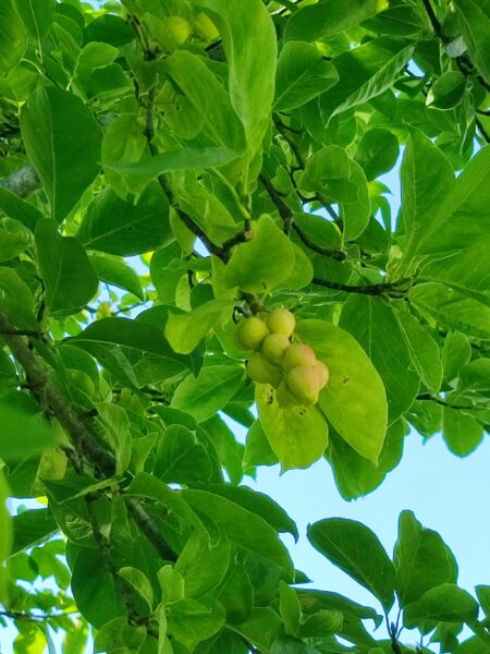 キタコブシの実2