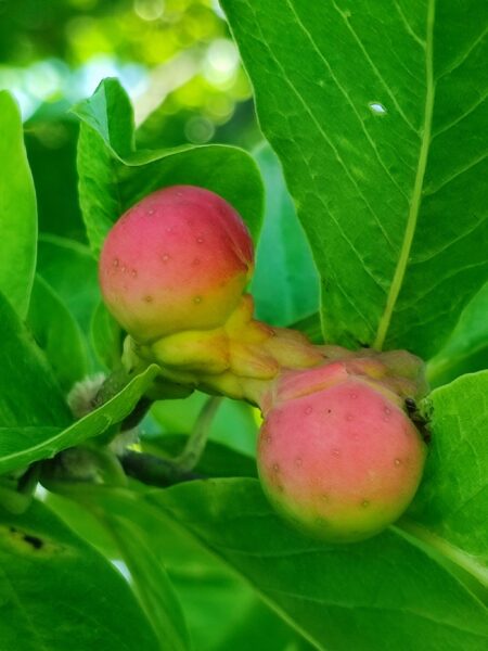 キタコブシの実5