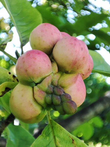 キタコブシの実6