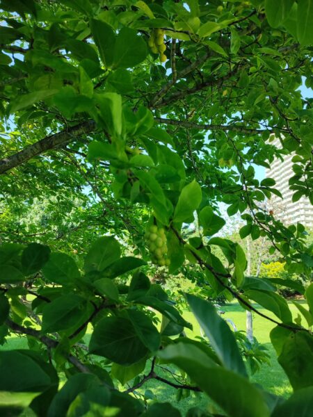 キタコブシの実3