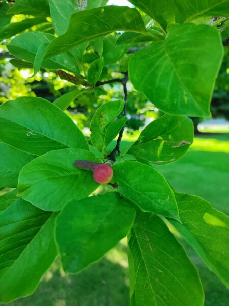 キタコブシの実4