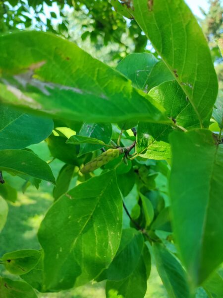 キタコブシの実1