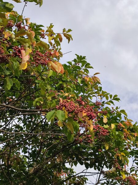 マユミの実の大群