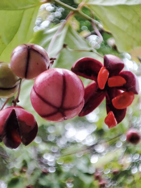 ツリバナの実の争い