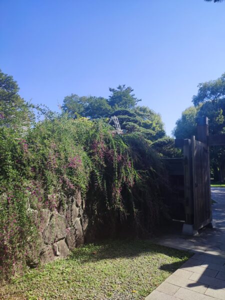 日本庭園南門のハギ