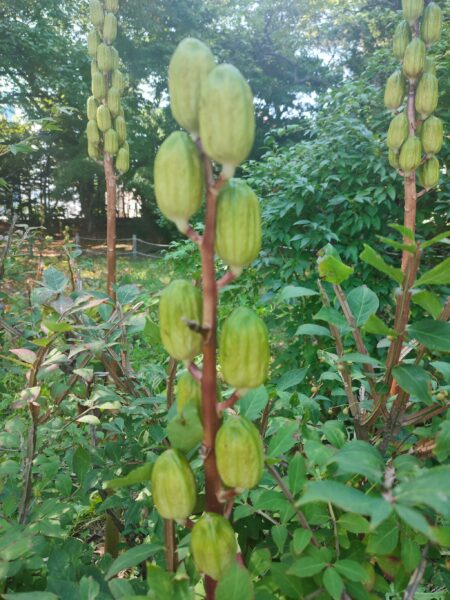 焦点が合っていませんが