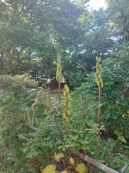 楽しそうなオオウバユリ