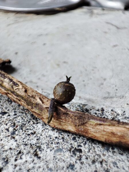 さらにちっこい子