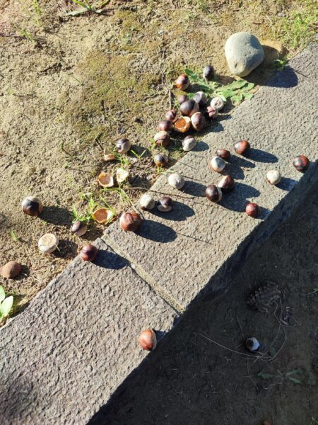 トチノミいっぱい