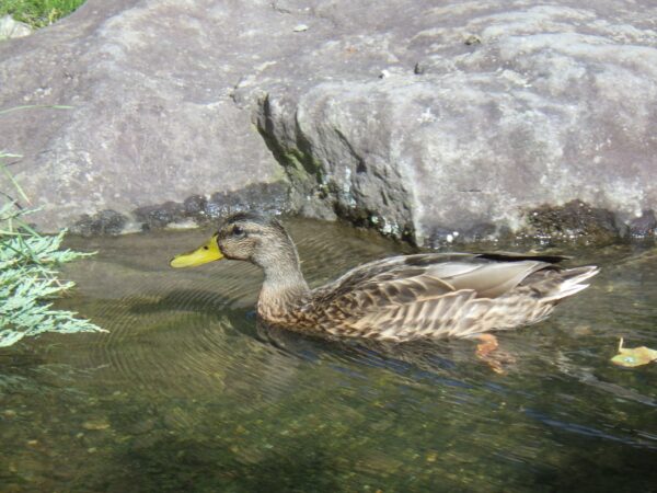 さっきの葉っぱは無かったことに。